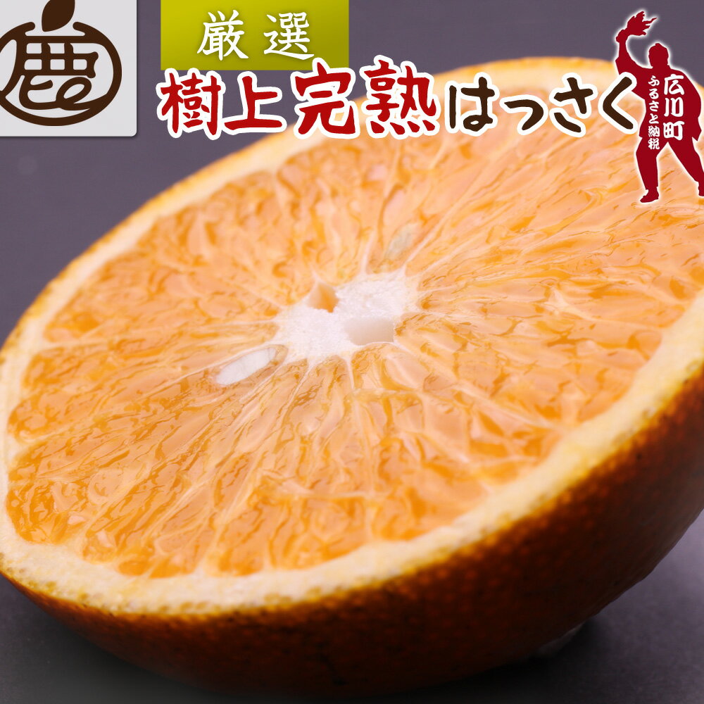 樹上 完熟 はっさく 厳選 光センサー / 八朔 高級 木なり 甘い 和歌山 有田 柑橘 5000円 7000円 5kg 10kg ※4月上旬〜5月上旬に順次発送 ※北海道・沖縄・離島への配送不可 //hassaku