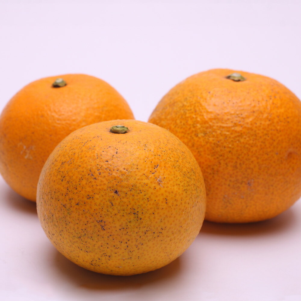 【ふるさと納税】 樹上 完熟 はっさく 家庭用 光センサー / 八朔 訳あり 木なり 甘い 和歌山 有田 柑橘 5000円 6000円 5kg 10kg ※4月上旬〜5月上旬に順次発送 ※北海道・沖縄・離島への配送不可 //hassaku サムネイル2