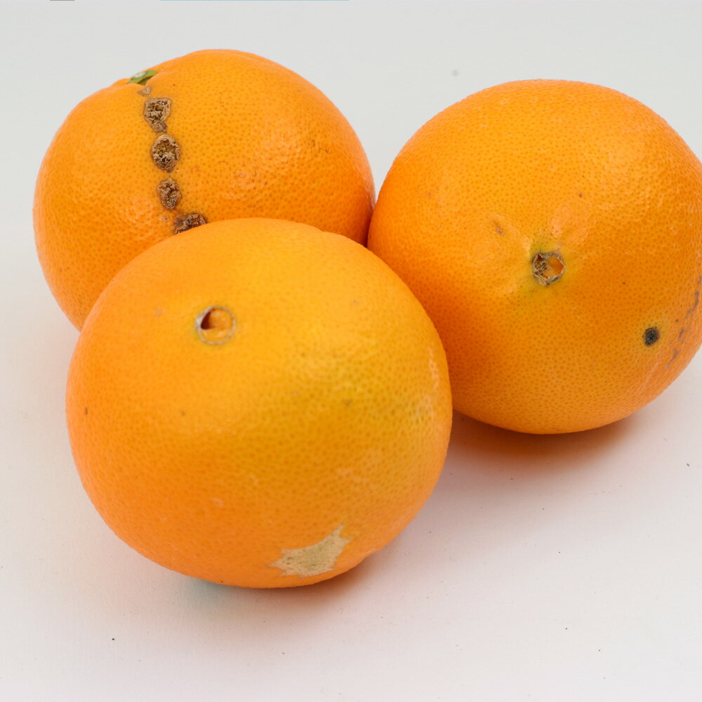 【ふるさと納税】 ネーブル オレンジ 訳あり 光センサー 選果 / 家庭用 甘い 和歌山 柑橘 1kg 5kg 10kg ※2月中旬〜3月中旬頃に順次発送予定 ※北海道・沖縄・離島への配送不可 //dekopon サムネイル3