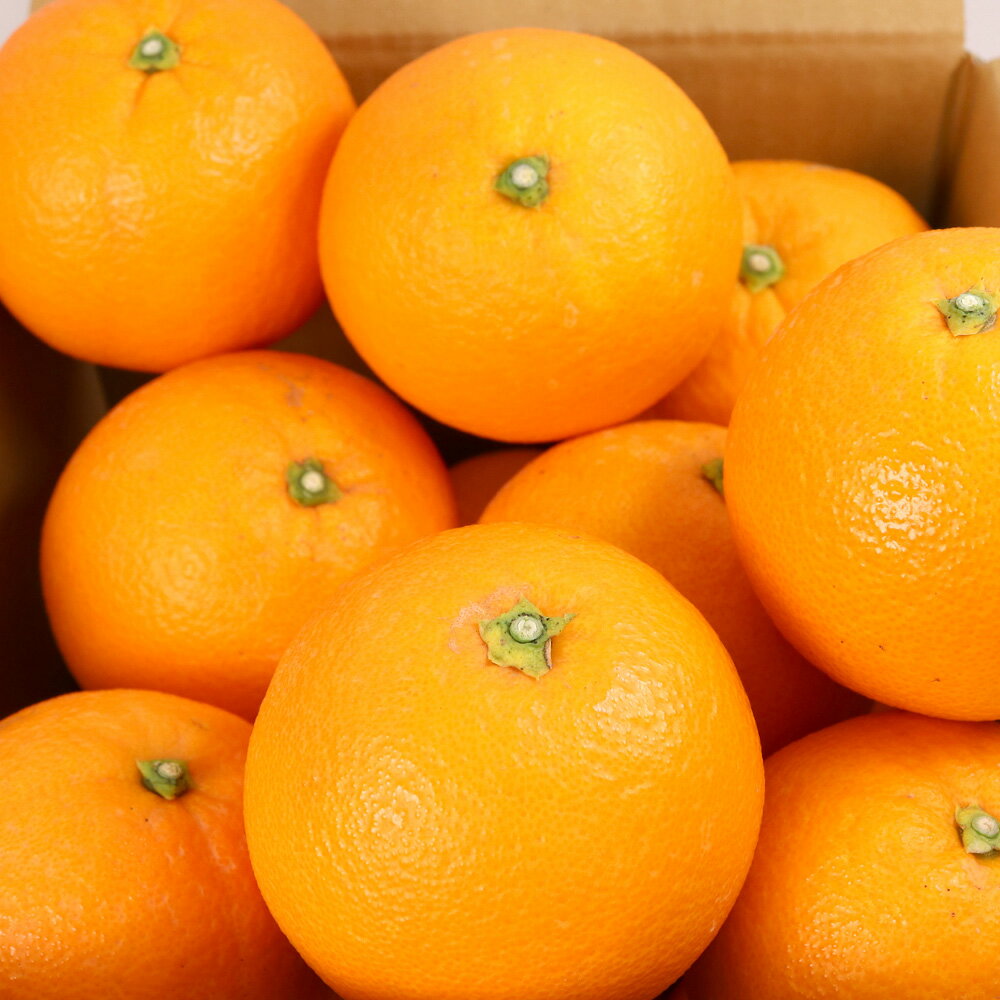 【ふるさと納税】 ネーブル オレンジ 厳選 光センサー / 高級 甘い 和歌山 柑橘 1kg 5kg 10kg ※2月中旬〜3月中旬頃に順次発送予定 ※北海道・沖縄・離島への配送不可 //dekopon サムネイル3