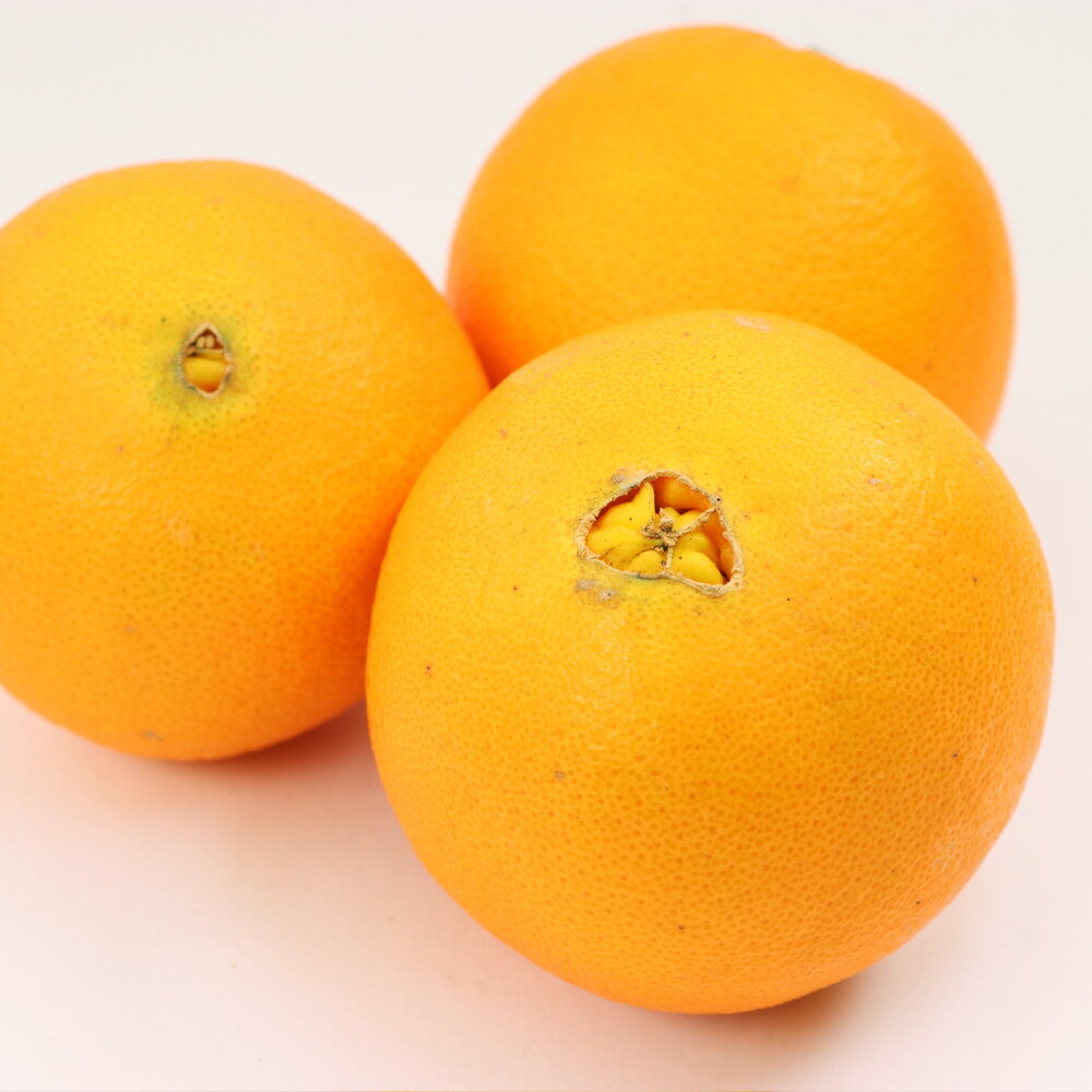 【ふるさと納税】 ネーブル オレンジ 厳選 光センサー / 高級 甘い 和歌山 柑橘 1kg 5kg 10kg ※2月中旬〜3月中旬頃に順次発送予定 ※北海道・沖縄・離島への配送不可 //dekopon サムネイル2