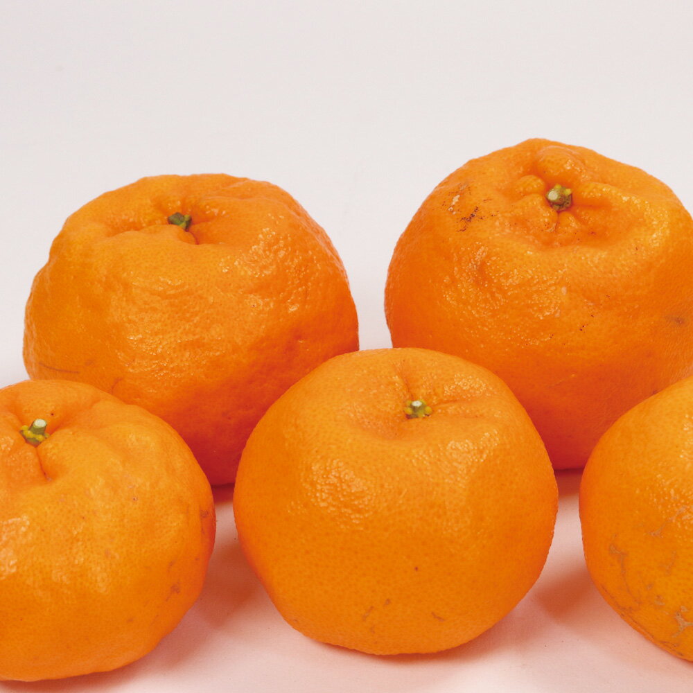 【ふるさと納税】 家庭用 ポンカン 1kg 2.5kg 5kg 7.5kg 10kg【 光センサー 食頃出荷】【人気の 柑橘 】【わけあり・訳あり】 ※1月中旬〜2月下旬頃に順次発送予定 ※北海道・沖縄・離島への配送不可 //dekopon サムネイル2