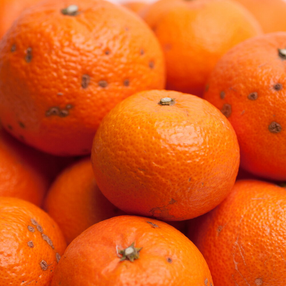 【ふるさと納税】 津之輝 家庭用 光センサー 選果 / 訳あり 甘い つのかがやき 和歌山 柑橘 1kg 5kg 10kg ※2月上旬〜3月下旬頃に順次発送予定 ※北海道・沖縄・離島への配送不可 //dekopon サムネイル3