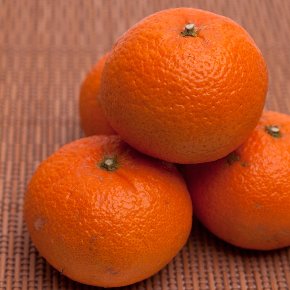 【ふるさと納税】 津之輝 厳選 光センサー 選果 / 高級 甘い つのかがやき 和歌山 柑橘 1kg 5kg 10kg ※2月上旬〜3月下旬頃に順次発送予定 ※北海道・沖縄・離島への配送不可 //dekopon サムネイル3