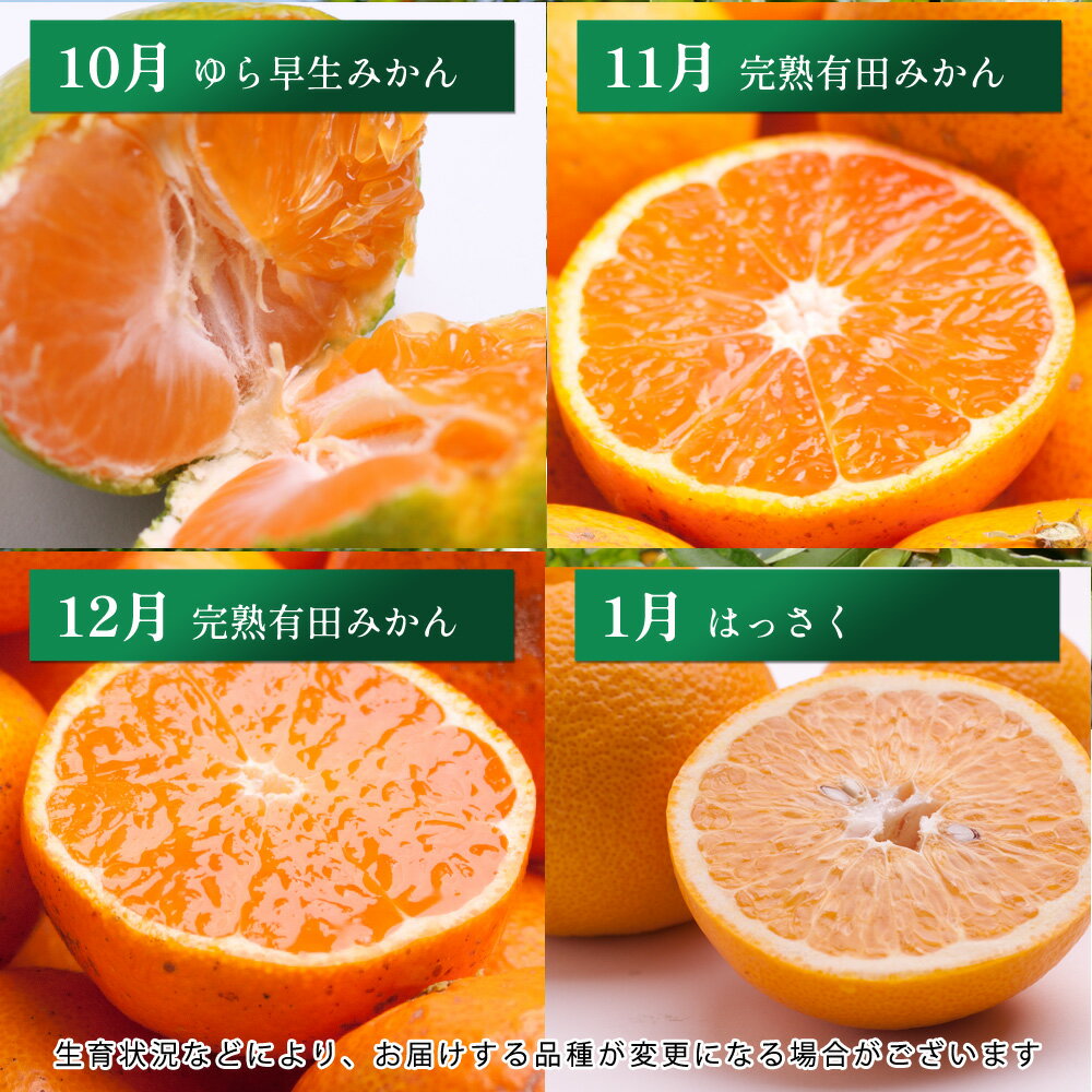 【ふるさと納税】 柑橘 定期便 M【選べる回数】【 和歌山 県 有田 】 ※北海道・沖縄・離島への配送不可 / 定期便 フルーツ はっさく せとか 不知火 清見オレンジ カラマンダリン みかんゼリー ハウスみかん ゆら早生 有田みかん 12回 //teiki サムネイル3