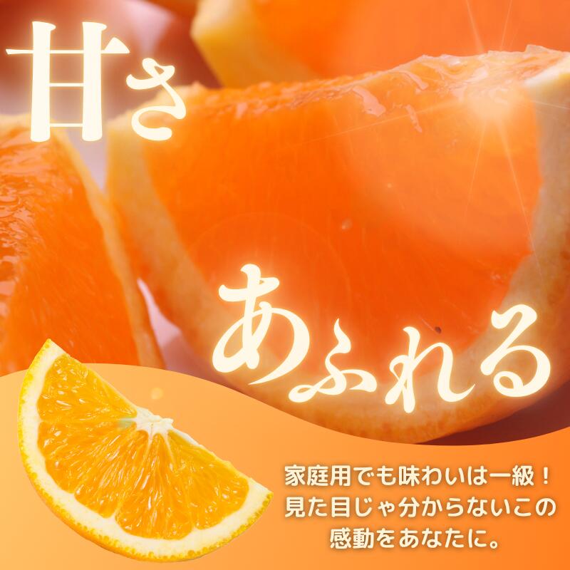 【ふるさと納税】 清見 オレンジ 家庭用 光センサー / 訳あり 清見オレンジ 清見タンゴール きよみ 清美 甘い 和歌山 柑橘 5000円 7000円 10000円 ※2月上旬～6月上旬に順次発送 ※北海道・沖縄・離島への配送不可 //dekopon サムネイル3