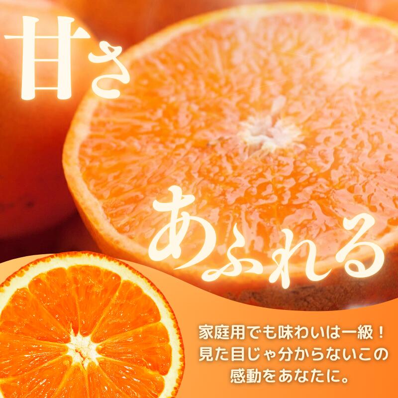 【ふるさと納税】 家庭用 せとか 光センサー / 訳あり 甘い 和歌山 柑橘 1kg 5kg 10kg ※2月上旬〜4月上旬頃に順次発送予定 ※北海道・沖縄・離島への配送不可 //dekopon サムネイル3
