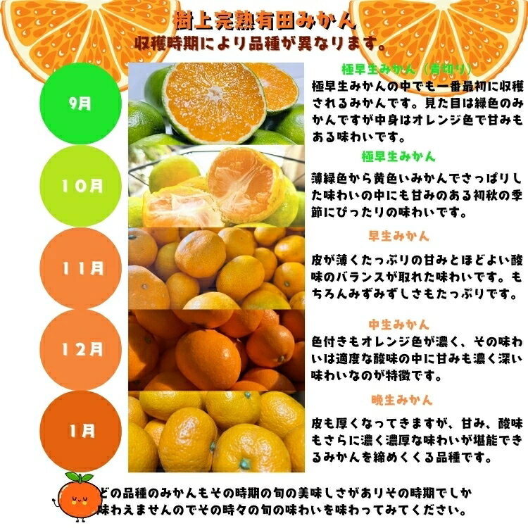 【ふるさと納税】 有田育ちの ご家庭用 完熟 有田みかん 選べる発送月、内容量、サイズ 農家直送 わけあり 訳あり ※2026年10月～2027年1月に順次発送予定 / 温州みかん みかん フルーツ 果物 柑橘 くだもの 人気 和歌山 ※配送不可地域：北海道・離島・沖縄県 //mandarin - 画像3