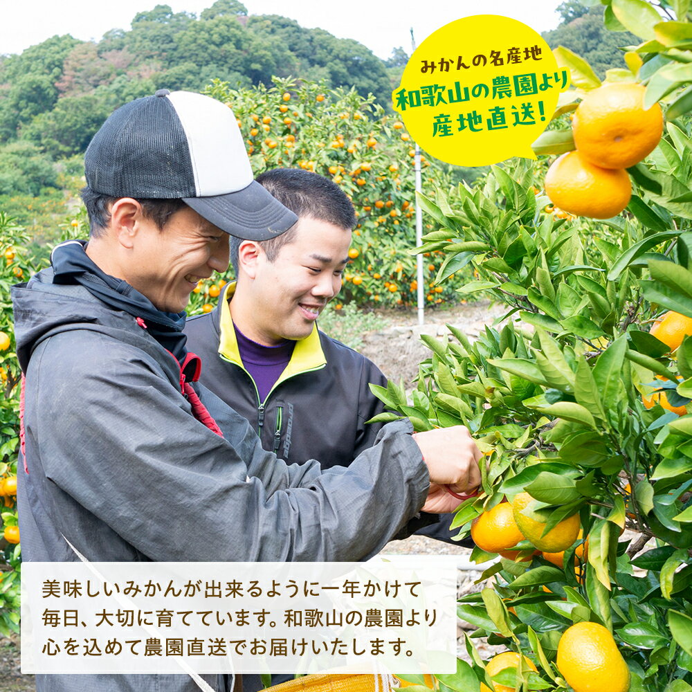 【ふるさと納税】＜先行予約＞※2025年11月上旬～2025年12月下旬発送 農園直送！完熟有田みかん 秀優混合 ※北海道・沖縄・その他離島地域は発送不可 / 和歌山 有田みかん ミカン オレンジ 甘い フルーツ 果物 産地直送 //mandarin サムネイル2