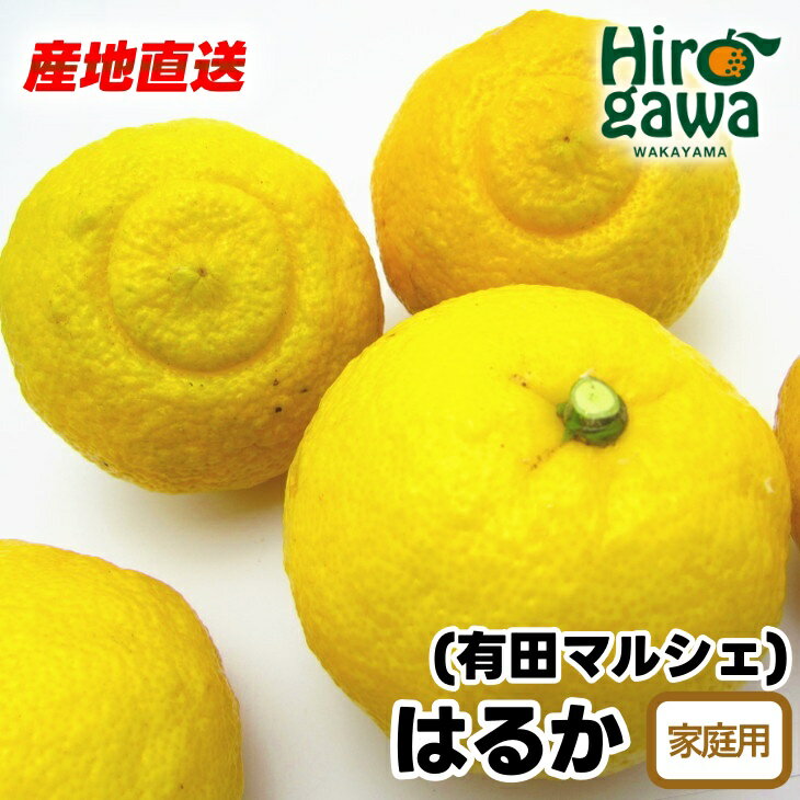 【先行予約】 【人気柑橘】 有田 育ちの はるか みかん（訳あり 家庭用） ※2026年1月下旬～2026年3月下旬に順次発送 ※北海道・沖縄・その他離島地域は発送不可 / 蜜柑 柑橘 果物 フルーツ くだもの 果実 国産 和歌山 //dekopon