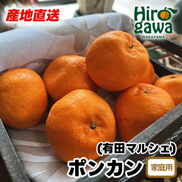 【先行予約】 極甘 柑橘 有田育ちの 濃厚 ポンカン（訳あり 家庭用）※2026年1月上旬～2026年2月下旬に順次発送 ※北海道・沖縄・その他離島地域は発送不可 / みかん 蜜柑 柑橘 果物 フルーツ くだもの 果実 国産 和歌山県 晩柑 有田 //dekopon