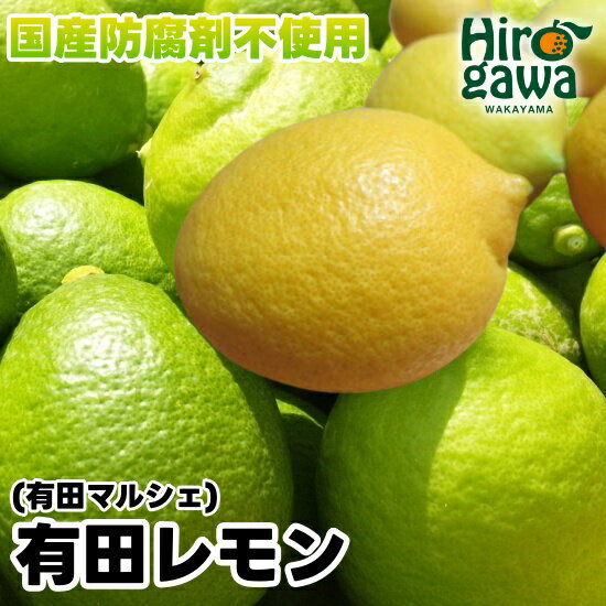 【先行予約】 国産 紀州 和歌山 有田 レモン ※2025年9月下旬～2026年3月下旬に順次発送 ※北海道・沖縄・その他離島地域は発送不可 / 檸檬 くだもの 果実 柑橘 果物 フルーツ 国産 和歌山県 有田 //lemon