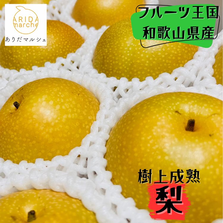 【秋の美味】 和歌山の樹上成熟 梨 約2kg 約4kg ※2026年8月上旬～9月下旬に順次発送 ※北海道・沖縄・離島への配送不可 / なし 梨 果物 くだもの 果実 和歌山 フルーツ //hokaf