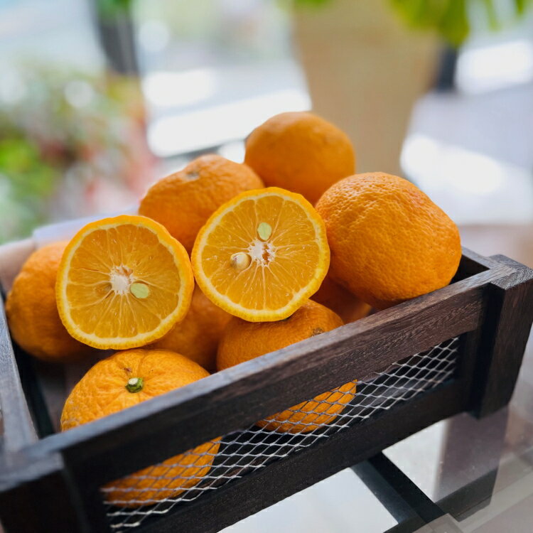 【先行予約】 国産 紀州 和歌山の じゃばら 果実 【訳あり ジャバラ 家庭用】 ※2026年1月上旬～2026年3月下旬に順次発送 ※北海道・沖縄・その他離島地域は発送不可 //hokaf