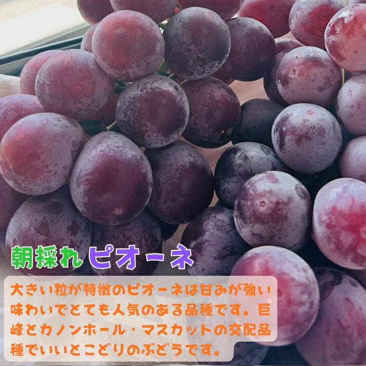 【ふるさと納税】 夏秋の美味 フルーツ王国和歌山の" 濃厚 " 種無し ピオーネ 約1.2kg～約2.8kg ※2026年8月上旬～2026年9月下旬に順次発送 ※北海道・沖縄・離島への配送不可 / ぶどう 葡萄 果物 くだもの フルーツ 果実 贈答 贈り物 お供え //hokaf サムネイル2