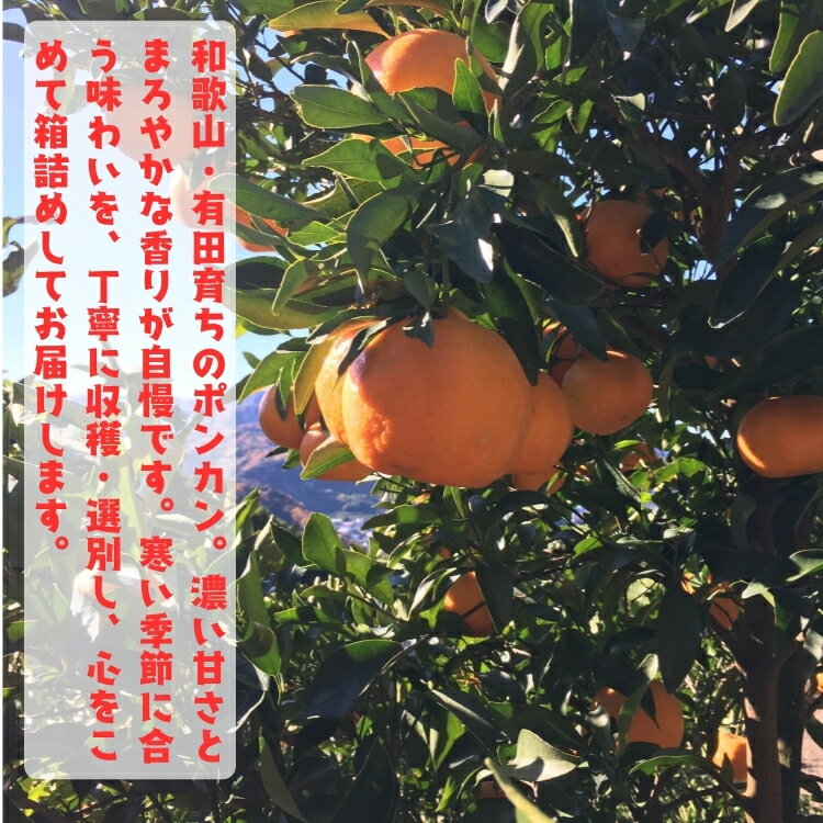 【ふるさと納税】 【先行予約】 極甘 柑橘 有田育ちの 濃厚 ポンカン（訳あり 家庭用） / みかん 柑橘 果物 フルーツ 甘い 和歌山 晩柑 有田※2027年1月上旬～3月上旬に順次発送 ※北海道・沖縄・その他離島地域は発送不可 //dekopon - 画像2