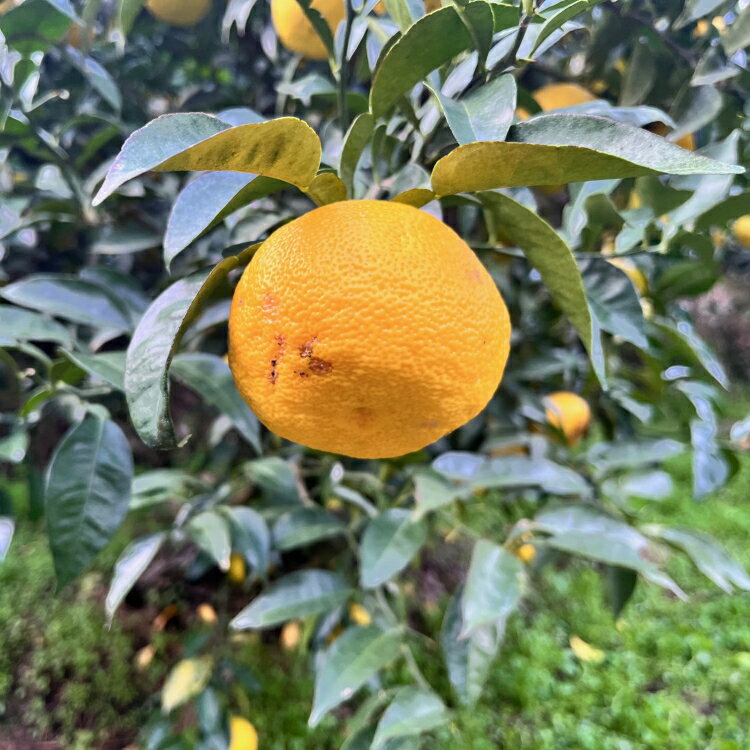 【ふるさと納税】【先行予約】 国産 紀州 和歌山 家庭用 訳あり 柚子（ゆず） ※2025年10月下旬～2026年1月下旬頃に順次発送 ※北海道・沖縄・その他離島地域は発送不可 / くだもの 果実 柑橘 果物 フルーツ 有田 //lemon サムネイル2