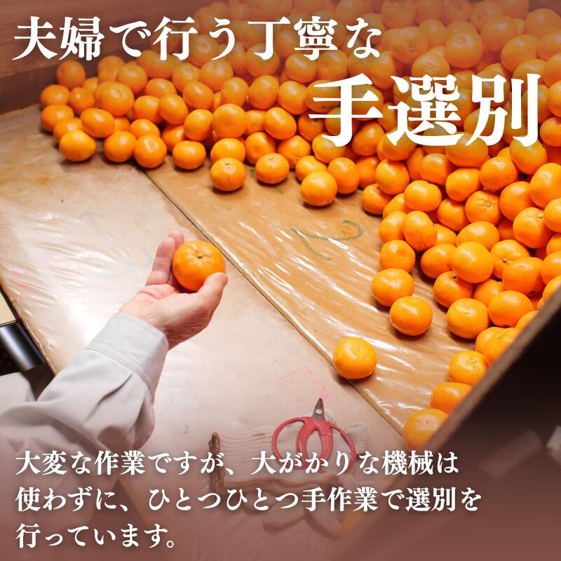 【ふるさと納税】 有田みかん 選べる ( 小玉 MLサイズ 大玉 ) / 有田 みかん 温州みかん 甘い 小粒 和歌山 柑橘 2kg 5kg 10kg 6000円 10000円 ※12月上旬〜翌年1月上旬に順次発送 //mandarin サムネイル2