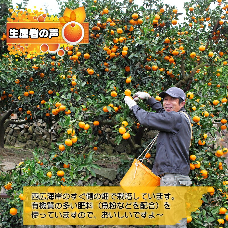 【ふるさと納税】 有田みかん 家庭用 5kg サイズ混合 大好きみかん ※11月中旬から12月下旬頃に順次発送予定 10000円 / 温州みかん みかん 柑橘 果物 くだもの フルーツ 濃厚 和歌山 有田 広川町 //mandarin サムネイル2