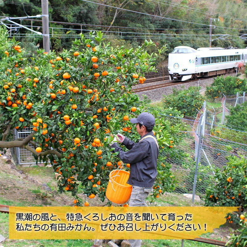 【ふるさと納税】 有田みかん 家庭用 5kg サイズ混合 大好きみかん ※11月中旬から12月下旬頃に順次発送予定 10000円 / 温州みかん みかん 柑橘 果物 くだもの フルーツ 濃厚 和歌山 有田 広川町 //mandarin サムネイル3