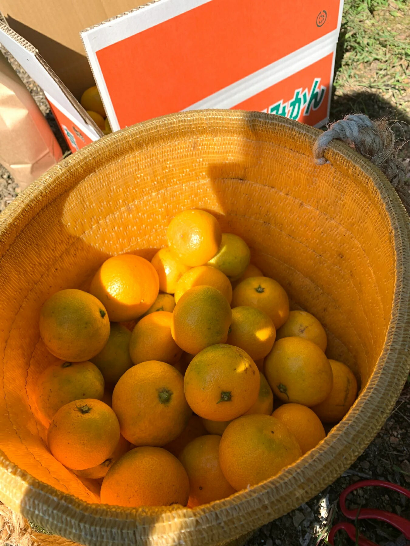 【ふるさと納税】 和歌山県 広川町産 有田 みかん 5kg ※11月中旬～12月下旬頃に順次発送予定 / 温州みかん ミカン 柑橘 果物 和歌山 //mandarin サムネイル3