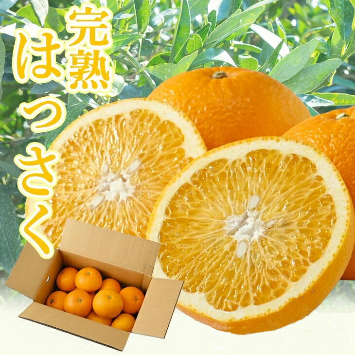 タカじいの 完熟 さつき はっさく / 八朔 家庭用 訳あり 特大サイズ 和歌山 有田 柑橘 5kg 10kg ※4月上旬〜4月下旬に順次発送 //hassaku