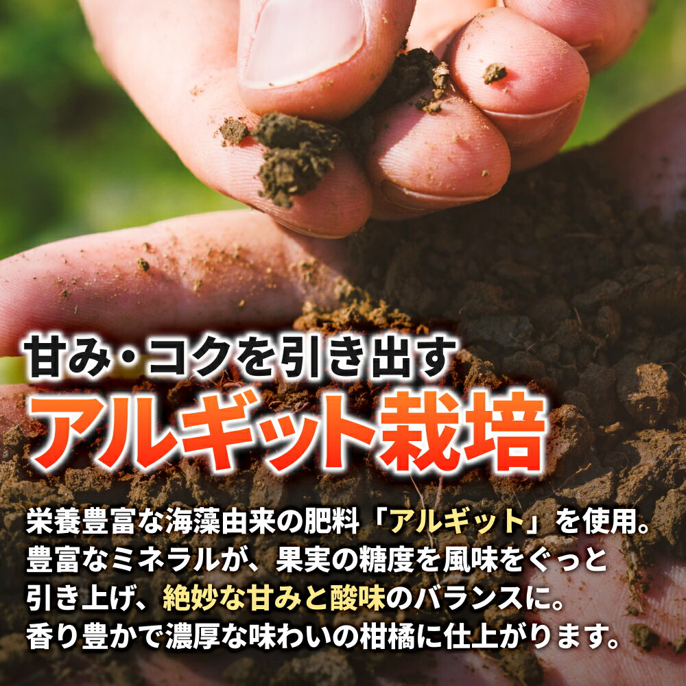 【ふるさと納税】 タカじいの 有田みかん 小玉 大玉 サイズ混合 / 温州みかん 有田 みかん 甘い 家庭用 和歌山 柑橘 3kg 5kg 10kg ※2026年10月～2027年2月上旬に順次発送 //mandarin - 画像3