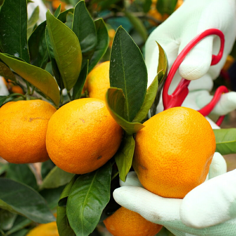 【ふるさと納税】 有田みかん ゆら 早生 3kg 5kg 小玉 サイズ混合 7000円 10000円 ※11月上旬～12月上旬に順次発送 / みかん 柑橘 果物 フルーツ くだもの 果実 //mandarin サムネイル3