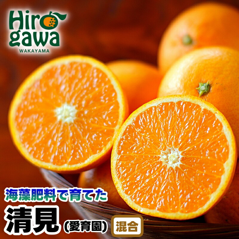 清見 オレンジ 10kg 16000円 海藻施用 手選果 ※3月中旬から4月中旬頃に順次発送 / きよみ 清美 柑橘 くだもの 果物 果実 フルーツ 和歌山 紀州 有田 //hassaku