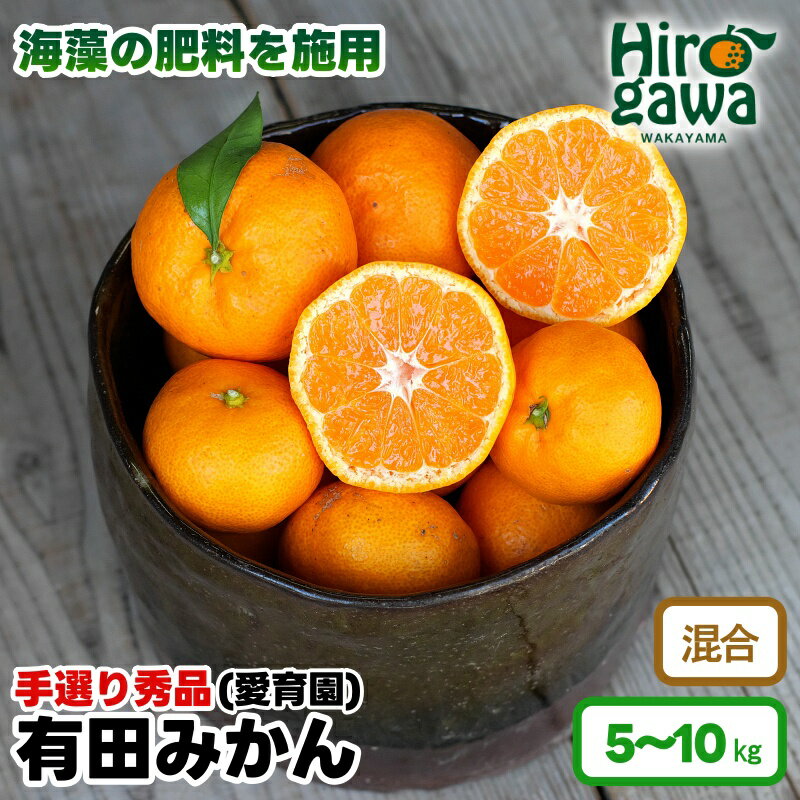 有田みかん 5kg 10kg 11000円 16000円 海藻施用 手選果 ※11月中旬から1月下旬頃に順次発送 / 温州みかん みかん 柑橘 くだもの 果物 果実 フルーツ 和歌山 紀州 有田 //mandarin