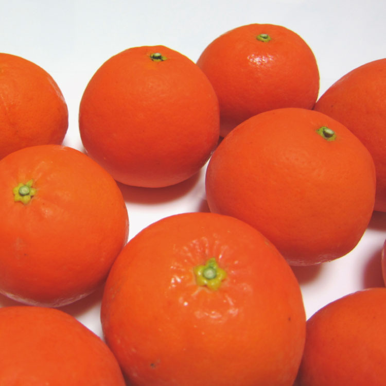 【ふるさと納税】 有田 育ちの爽快 セミノールオレンジ ( ご家庭用 わけあり ) ※2026年4月上旬～5月下旬に順次発送 ※北海道・沖縄・その他離島地域は発送不可 / みかん 訳あり オレンジ くだもの 晩柑 柑橘 和歌山 //hassaku サムネイル2