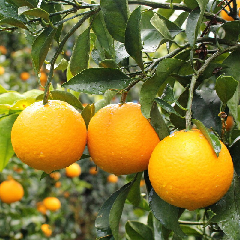 【ふるさと納税】 清見 オレンジ 5kg 先行予約 ＼ みかんの名産地 和歌山県産 ／ 農家 直送 完熟 (M〜2Lサイズおまかせ) ひとつひとつ手選別で厳選【3月中旬～4月下旬頃順次発送予定】 / ミカン 蜜柑 くだもの フルーツ 果物 果実 和歌山 有田 清見 きよみ //dekopon サムネイル3