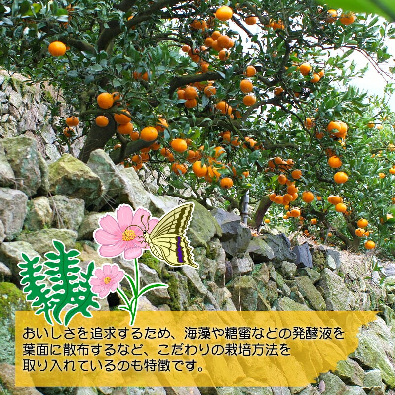 【ふるさと納税】 頑固オヤジの 有田 みかん / 温州みかん 有田みかん 甘い 訳あり 家庭用 贈答 和歌山 柑橘 3kg 5kg 10kg 8000円 ※11月中旬～1月上旬に順次発送 //mandarin サムネイル3