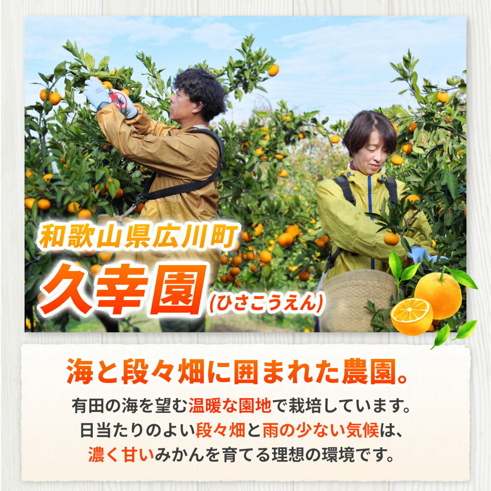 【ふるさと納税】 完熟 有田 みかん サイズ混合 久幸園 / 温州みかん 有田みかん 甘い 家庭用 和歌山 柑橘 2kg 5kg 10kg 7000円 ※2026年11月中旬〜2027年1月下旬に順次発送 //mandarin - 画像3