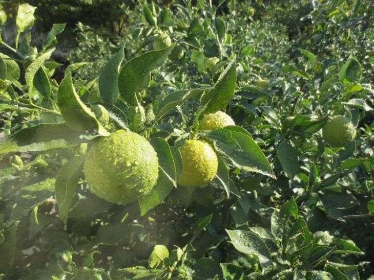 【ふるさと納税】 紀伊路屋 じゃばら 果皮 粉末 スティック 1.5g 7本入り / 柑橘 粉末 飲料 じゃばら スティックタイプ //drink サムネイル3