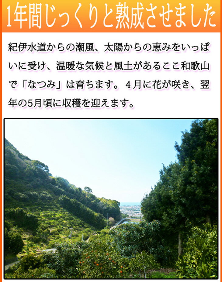 【ふるさと納税】 初夏のみかん なつみ / みかん 甘い 和歌山 柑橘 ※4月中旬〜4月下旬頃に順次発送予定 3kg 5kg ※離島配送不可 //hassaku サムネイル3