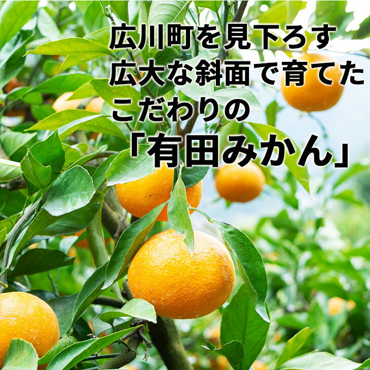 【ふるさと納税】 頑固オヤジの 有田 みかん 小玉 5kg / 温州みかん 有田みかん 甘い 小粒 ちっちゃい 家庭用 訳あり 和歌山 柑橘 ※11月中旬より順次発送 //mandarin サムネイル3