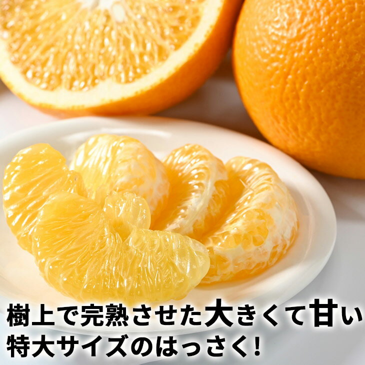 【ふるさと納税】 タカじいの 完熟 さつき はっさく / 八朔 家庭用 訳あり 特大サイズ 和歌山 有田 柑橘 5kg 10kg ※4月上旬〜4月下旬に順次発送 //hassaku サムネイル2