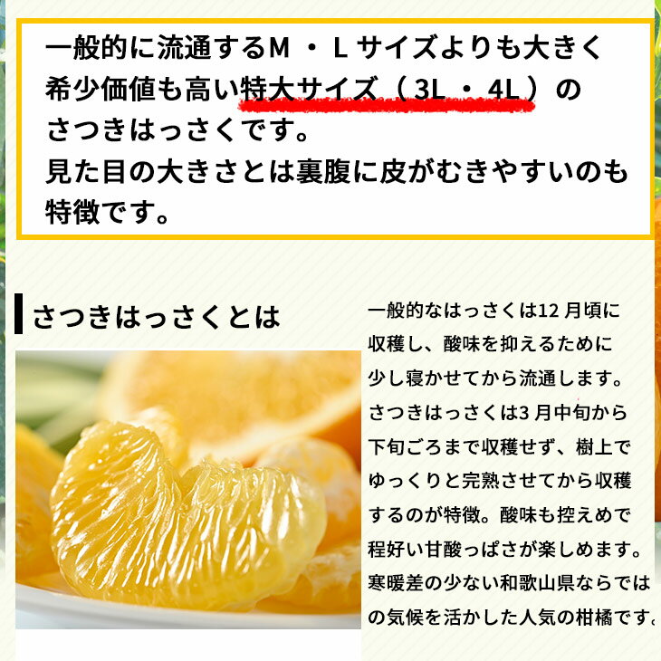 【ふるさと納税】 タカじいの 完熟 さつき はっさく / 八朔 家庭用 訳あり 特大サイズ 和歌山 有田 柑橘 5kg 10kg ※4月上旬〜4月下旬に順次発送 //hassaku サムネイル3