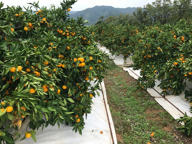 【ふるさと納税】 有田みかん 極早生 選べるランクと内容量 / 減農薬 柑橘 果物 フルーツ ※10月中旬〜11月下旬頃に順次発送予定 サムネイル2