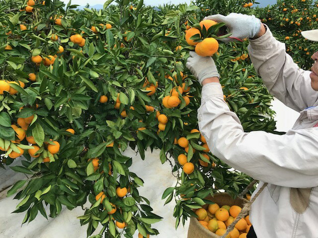 【ふるさと納税】 有田みかん 極早生 選べるランクと内容量 / 減農薬 柑橘 果物 フルーツ ※10月中旬〜11月下旬頃に順次発送予定 サムネイル3
