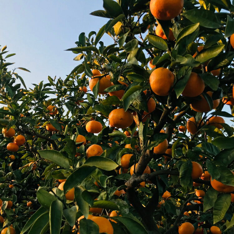 【ふるさと納税】【先行予約】【高糖系みかん】 越冬本貯蔵 丹生系 みかん / 蜜柑 柑橘 果物 フルーツ 国産 和歌山 ※2026年2月下旬～3月上旬頃 ※北海道・沖縄・離島への配送不可 //mandarin サムネイル2
