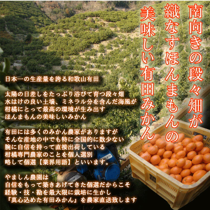 【ふるさと納税】 こだわりの 有田 みかん 7.5kg 10kg (3Lサイズ以上) 12000円 家庭用 光センサー選別 / 温州みかん 有田みかん 甘い お試し 送料無料 和歌山 柑橘 ※11月中旬～12月下旬に順次発送 ※北海道・沖縄・離島への配送不可 //mandarin サムネイル2