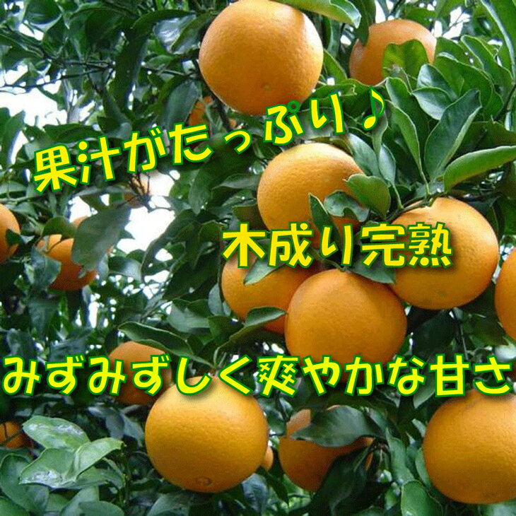 【ふるさと納税】 清見 オレンジ 5kg サイズ混合 光センサー / 清見オレンジ 清見タンゴール きよみ 清美 甘い 和歌山 柑橘 ※3月上旬から3月下旬に順次発送予定 ※北海道・沖縄・離島への配送不可 //dekopon サムネイル3