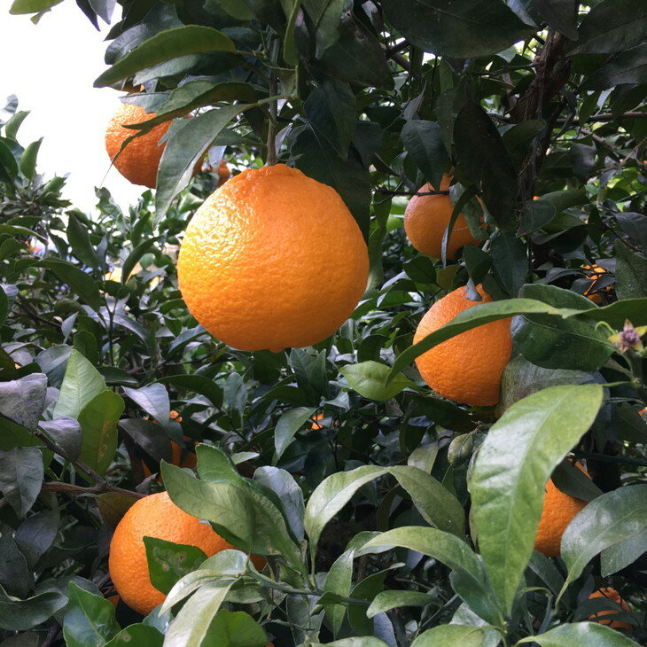 【ふるさと納税】【先行予約】 有田育ちの濃厚 不知火 ( デコポン と同品種)( 訳あり 家庭用 ) ※2026年1月下旬～2026年3月下旬に順次発送 ※北海道・沖縄・その他離島地域は発送不可 / しらぬい みかん 和歌山 有田 柑橘 果物 フルーツ くだもの 果実 有田 濃厚 //dekopon サムネイル3