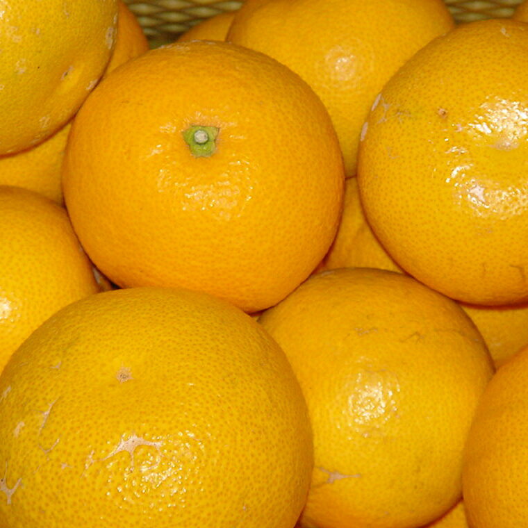 【ふるさと納税】【先行予約】 産地直送 濃厚 八朔 （ご家庭用）※2026年2月下旬～2026年3月下旬に順次発送 ※北海道・沖縄・その他離島地域は発送不可 / みかん 蜜柑 八朔 はっさく 柑橘 果物 くだもの 果実 フルーツ 国産 和歌山 //hassaku サムネイル3