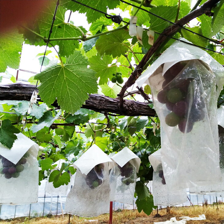 【ふるさと納税】 ブラックオリンピア 約1kg 2〜3房 / ぶどう 巨峰 甘い 和歌山 ※8月上旬～下旬に順次発送予定 ※北海道・沖縄・離島への配送不可 //hokaf - 画像2