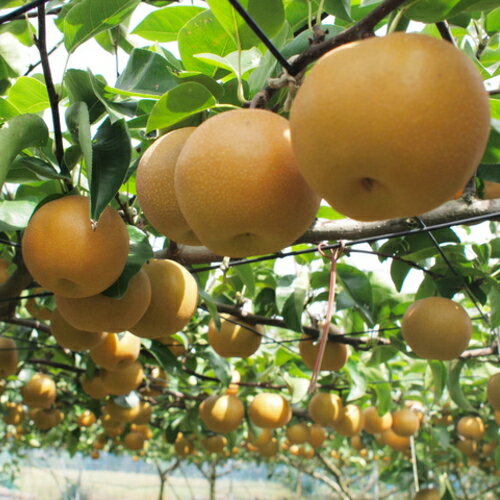 【ふるさと納税】【秋の美味】 和歌山の樹上成熟 梨 約2kg 約4kg ※2026年8月上旬～9月下旬に順次発送 ※北海道・沖縄・離島への配送不可 / なし 梨 果物 くだもの 果実 和歌山 フルーツ //hokaf サムネイル3