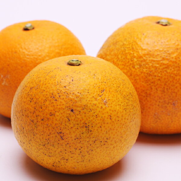 【ふるさと納税】 厳選 はっさく 5000円 7000円 11000円 14000円 ※1月上旬〜4月上旬頃に順次発送予定 ※北海道・沖縄・離島への配送不可 / 八朔 みかん サイズ混合 柑橘 果物 フルーツ 和歌山 紀州 有田 //hassaku サムネイル2