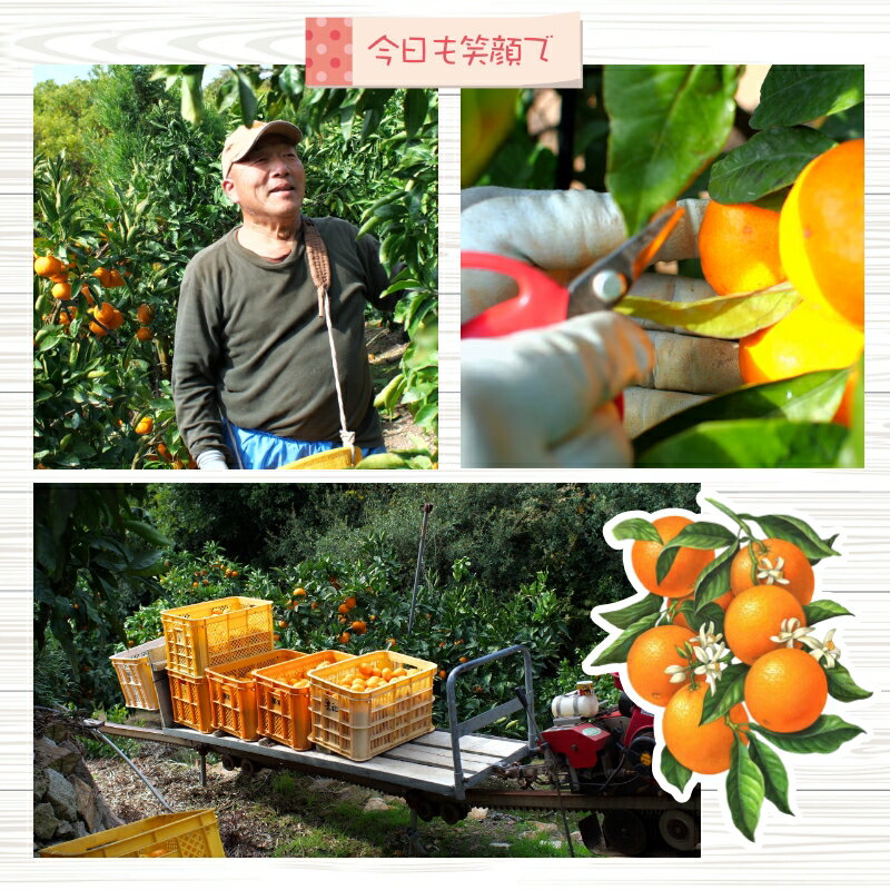 【ふるさと納税】 有田 みかん 栗和園 / 温州みかん 有田みかん 甘い 和歌山 柑橘 3kg 7000円 9000円 ※11月上旬～12月下旬に順次発送 //mandarin サムネイル3